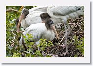 05a-015 * Woodstork chicks * Woodstork chicks
