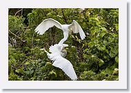 05a-029 * Great Egret chicks with the lower one trying to force food regurgatation from its sibling * Great Egret chicks with the lower one trying to force food regurgatation from its sibling