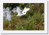 05b-011 * Great Egret * Great Egret