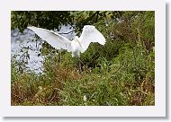 05b-012 * Great Egret * Great Egret