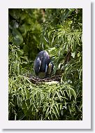 05b-013 * Tricolored Heron * Tricolored Heron