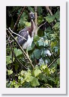 05b-016 * Tricolored Heron * Tricolored Heron