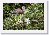 05b-020 * Tricolored Heron * Tricolored Heron