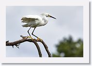 05b-022 * Snowy Egret * Snowy Egret