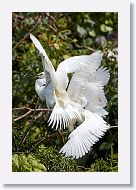 05b-024 * Snowy Egret * Snowy Egret