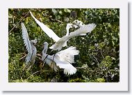 05b-025 * Snowy Egret * Snowy Egret
