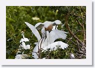 05b-045 * Cattle Egret * Cattle Egret