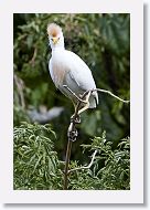 05b-047 * Cattle Egret * Cattle Egret