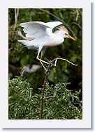 05b-048 * Cattle Egret * Cattle Egret