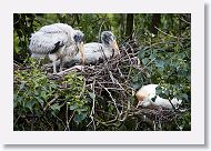 05b-053 * Woodstork and Cattle Egret * Woodstork and Cattle Egret
