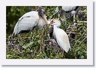 05b-054 * Woodstork and Cattle Egret * Woodstork and Cattle Egret