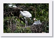 05b-057 * Woodstork * Woodstork