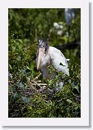 05b-058 * Woodstork * Woodstork