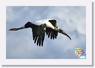 David * (104 Slides)