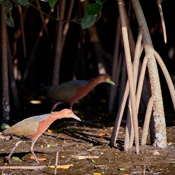 07-SanBlas-Tecuitata-SanCristobalEstuary