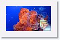 Day3Dive3Doolittle * (42 Slides)