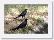 Grackle at Mission San Jose.