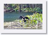 Anhinga anhinga