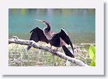 Anhinga anhinga