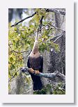 Female anhinga anhinga