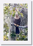 Female anhinga anhinga