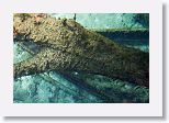 Remains of a spanish rowboat left behind by Desoto's expedition