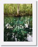 A tree, knocked down by a storm, is completely submerged yet the leaves remain green for now