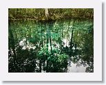 A tree, knocked down by a storm, is completely submerged yet the leaves remain green for now