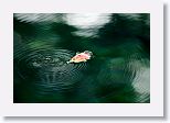 What passes for fall colors in Florida - a single leaf floats by