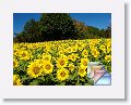 NC-Tennessee * (61 Slides)