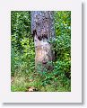 A beaver has been at work on this drive side tree trunk