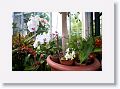 The orchid room
