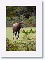 Elk!
