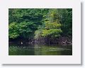 We floated past this deer swiming by