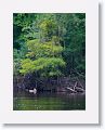 We floated past this deer swiming by
