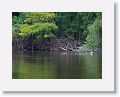 We floated past this deer swiming by