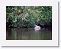 We floated past this deer swiming by