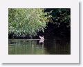We floated past this deer swiming by