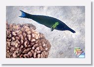 04-AquariumReefSnorkel * (67 Slides)