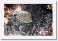 01-Papette-Rangiroa-056