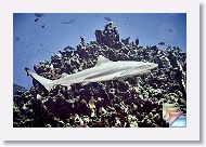 02-DiveSEcorner * (28 Slides)
