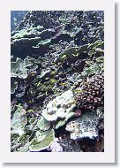 03-MilleniumAtoll-068