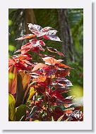 08-Tahiti-042