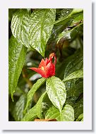08-Tahiti-058