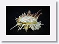 Spiney Oyster
