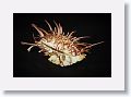 Spiney Oyster