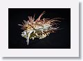 Spiney Oyster