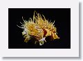 Spiney Oyster