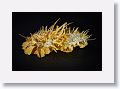 Spiney Oyster