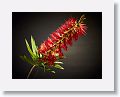 What does a Florida photographer do when it is cold outside? Work inside with Helicon Focus and a Callistemon bloom, aka Bottlebrush. Canon 7D, EF-S 18-135mm lens at 60mm, f/5.6 at 1/20sec and ISO 160. 19 images stacked and rendered with Method C. 2 LED lights, a black poster board for the background and a soldering grip to hold the flower off-frame.